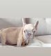 French Bulldog Puppies for sale in 3465 Bee Ridge Rd, Sarasota, FL 34239, USA. price: $1,500