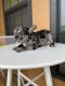 French Bulldog Puppies for sale in McDonough, GA, USA. price: $3,500