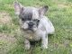 French Bulldog Puppies for sale in Easton, PA, USA. price: $3,390