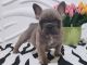 French Bulldog Puppies for sale in Easton, PA, USA. price: $2,290