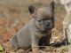French Bulldog Puppies for sale in Easton, PA, USA. price: NA