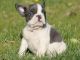 French Bulldog Puppies for sale in Easton, PA, USA. price: $2,490