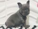French Bulldog Puppies for sale in Easton, PA, USA. price: $2,890