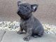 French Bulldog Puppies for sale in Easton, PA, USA. price: $2,890