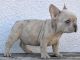French Bulldog Puppies for sale in Easton, PA, USA. price: NA