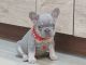 French Bulldog Puppies for sale in Easton, PA, USA. price: $3,390
