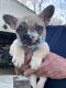 French Bulldog Puppies for sale in Indianapolis, IN, USA. price: $4,000