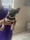 French Bulldog Puppies for sale in Litchfield Park, AZ 85340, USA. price: NA