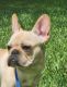 French Bulldog Puppies for sale in Plantation, FL, USA. price: $1,100