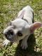French Bulldog Puppies for sale in Richmond, TX 77407, USA. price: $1,700