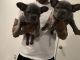 French Bulldog Puppies for sale in Georgetown, TX 78626, USA. price: $4,000