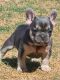 French Bulldog Puppies for sale in Edmond, OK, USA. price: $6,500