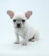 French Bulldog Puppies for sale in Terre Haute, IN, USA. price: $1,500
