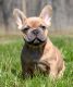 French Bulldog Puppies for sale in Princeton, MN 55371, USA. price: NA