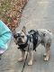 French Bulldog Puppies for sale in Concord, NC, USA. price: $3,500
