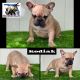 French Bulldog Puppies for sale in St. Petersburg, FL, USA. price: $2,500