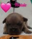 French Bulldog Puppies for sale in Deatsville, AL 36022, USA. price: $3,000