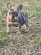 French Bulldog Puppies for sale in West Plains, MO 65775, USA. price: $3,000
