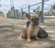 French Bulldog Puppies for sale in St Charles, MO, USA. price: $4,500