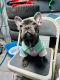 French Bulldog Puppies for sale in San Diego, CA, USA. price: $1,800