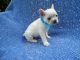 French Bulldog Puppies for sale in Hacienda Heights, CA, USA. price: $999
