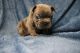 French Bulldog Puppies for sale in Atlanta Metropolitan Area, GA, USA. price: NA