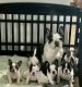 French Bulldog Puppies for sale in 15 Hessell Ct, Greer, SC 29650, USA. price: $2,500