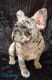 French Bulldog Puppies for sale in Palm Coast, FL, USA. price: NA