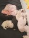 French Bulldog Puppies for sale in 3015 NW 98th St, Miami, FL 33147, USA. price: NA