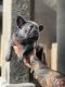 French Bulldog Puppies for sale in Modesto, CA, USA. price: $4,000