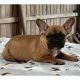 French Bulldog Puppies for sale in Temple, TX, USA. price: NA