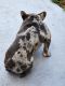 French Bulldog Puppies for sale in Fort Lauderdale, FL 33313, USA. price: $3,000