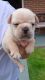 French Bulldog Puppies for sale in Ozark, AL 36360, USA. price: NA