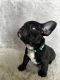 French Bulldog Puppies for sale in Myrtle Beach, SC, USA. price: $2,500