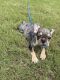 French Bulldog Puppies for sale in Cypress, TX 77433, USA. price: $1,800
