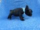 French Bulldog Puppies for sale in Hacienda Heights, CA, USA. price: $999