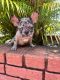 French Bulldog Puppies for sale in Hialeah, FL, USA. price: $7,000