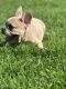 French Bulldog Puppies for sale in Riverside, CA, USA. price: $3,700