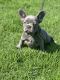 French Bulldog Puppies for sale in Riverside, CA, USA. price: $4,500