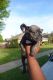 French Bulldog Puppies for sale in Rowlett, TX, USA. price: NA