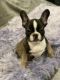 French Bulldog Puppies for sale in Northridge, Los Angeles, CA, USA. price: $5,500