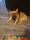 French Bulldog Puppies for sale in Columbia, SC, USA. price: NA