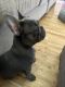 French Bulldog Puppies for sale in Garden Grove, CA, USA. price: NA
