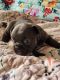 French Bulldog Puppies for sale in Midwest City, OK, USA. price: NA