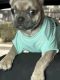 French Bulldog Puppies for sale in San Bernardino, CA, USA. price: $2,400