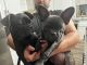 French Bulldog Puppies for sale in North Charleston, SC 29406, USA. price: $2,300