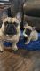 French Bulldog Puppies for sale in Brandon, FL, USA. price: $2,500