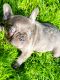 French Bulldog Puppies for sale in Hastings, MI 49058, USA. price: NA