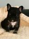 French Bulldog Puppies for sale in Hastings, MI 49058, USA. price: $3,000