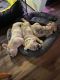 French Bulldog Puppies for sale in Township Of Tiny, ON, Canada. price: NA